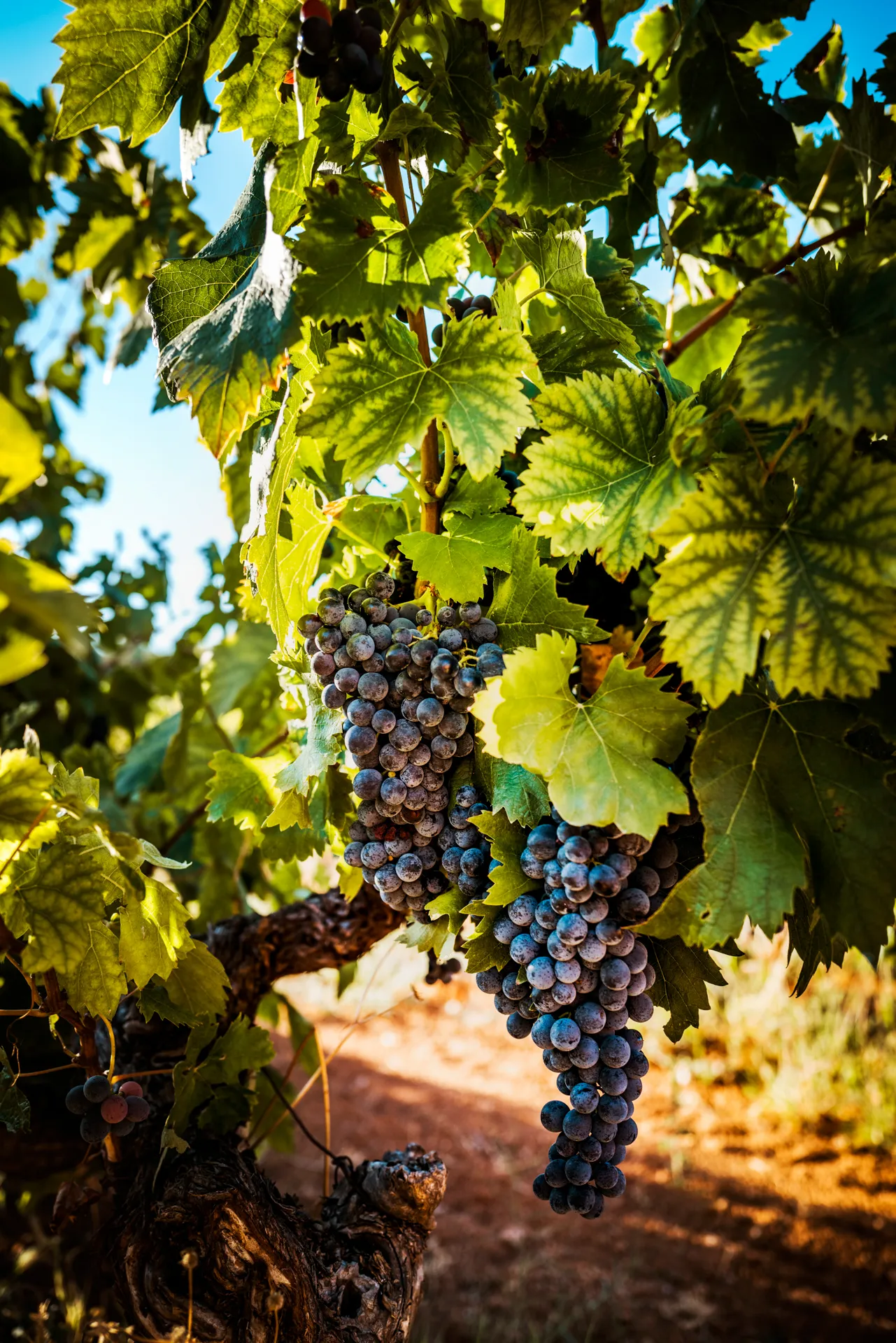 gros plan sur des grappes de raisin dans les vignes