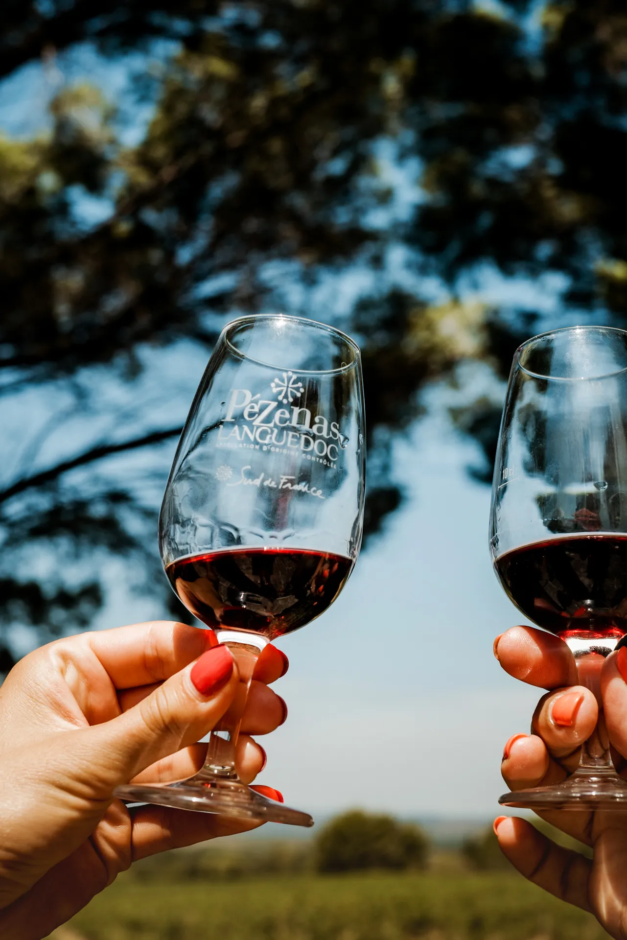 dégustation de vin à l'ombre des pins parasols