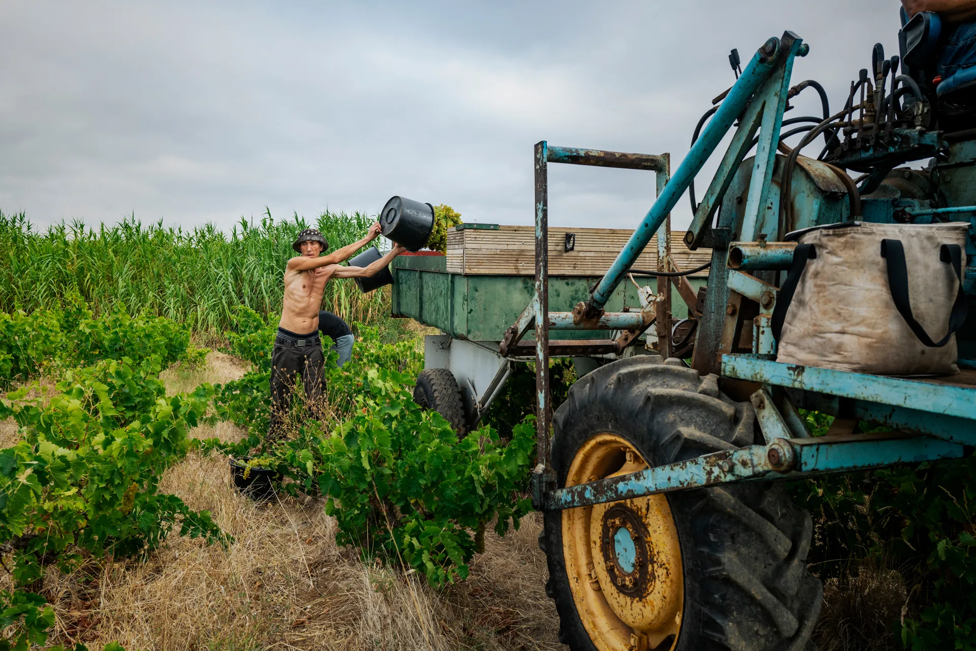 vendanges du muscat à Frontignan