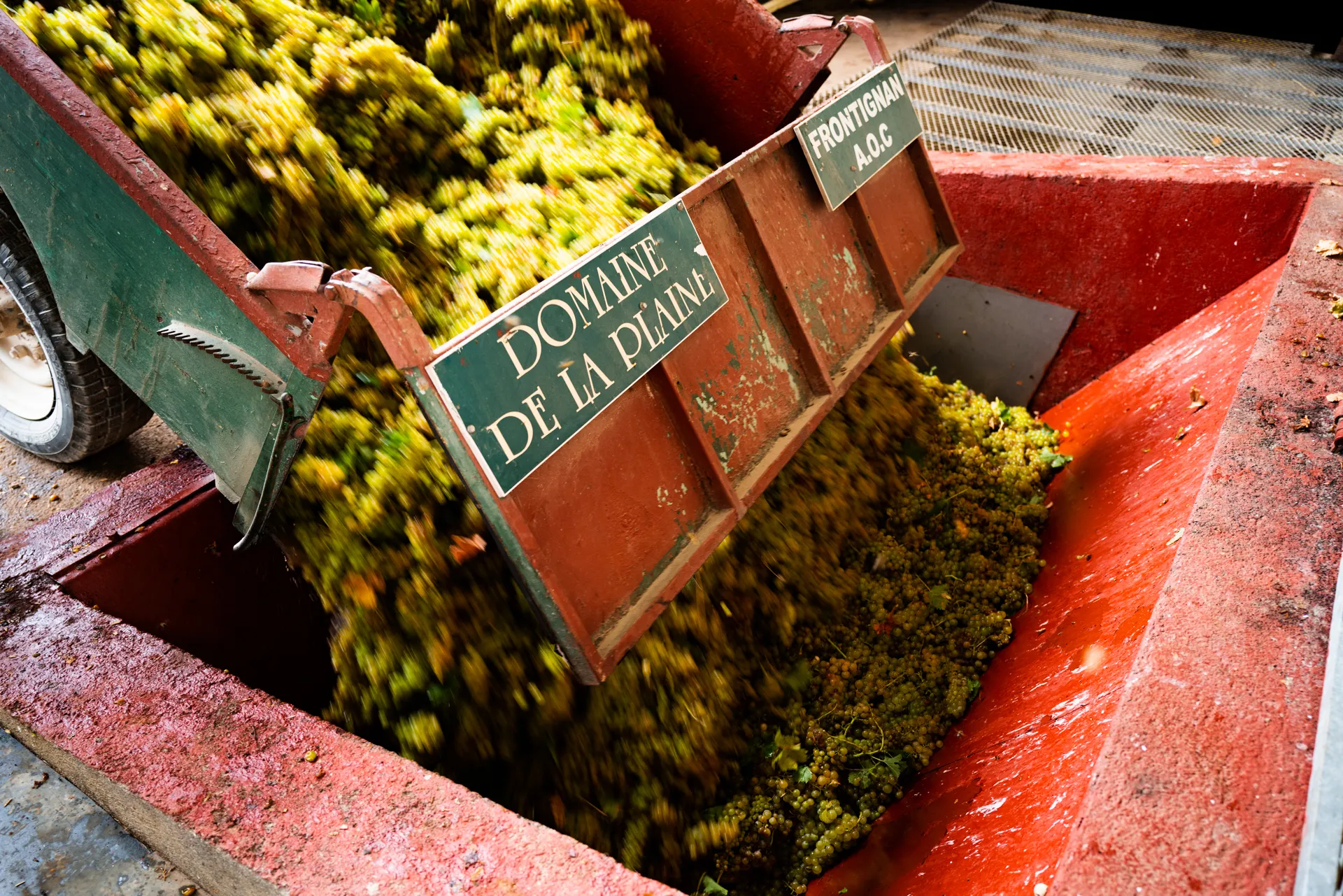 gros plan sur une récolte de raisin à la sortie du camion