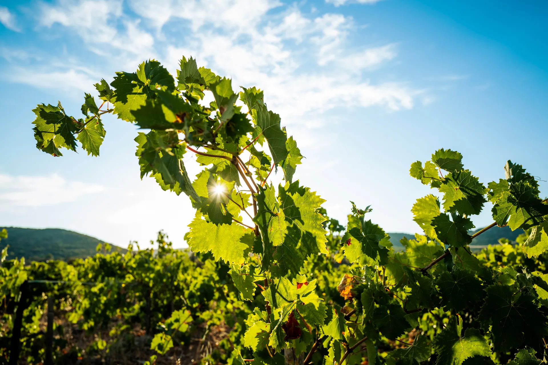 vignes dans le soleil