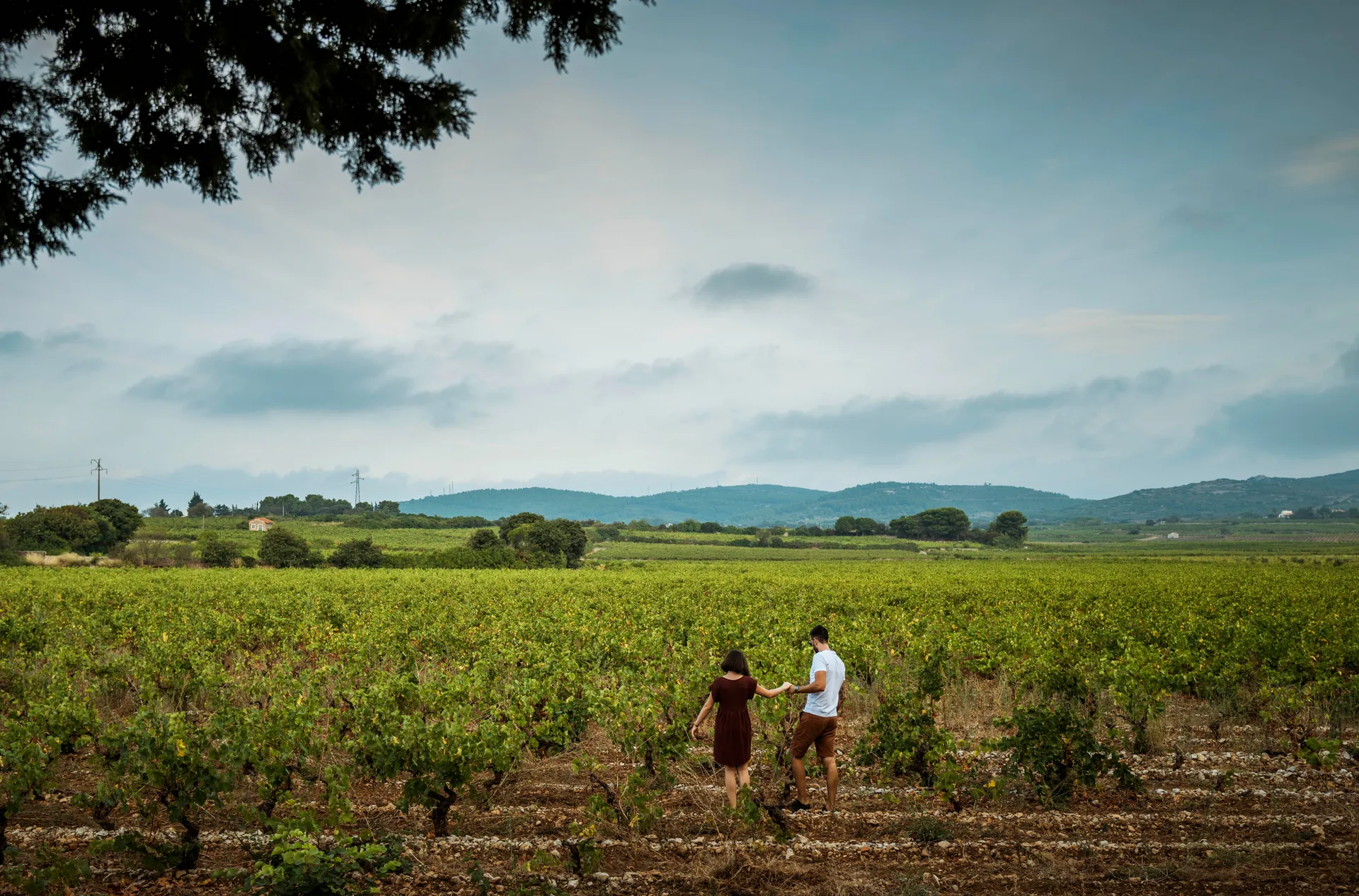 promenade en couple dans les vignes