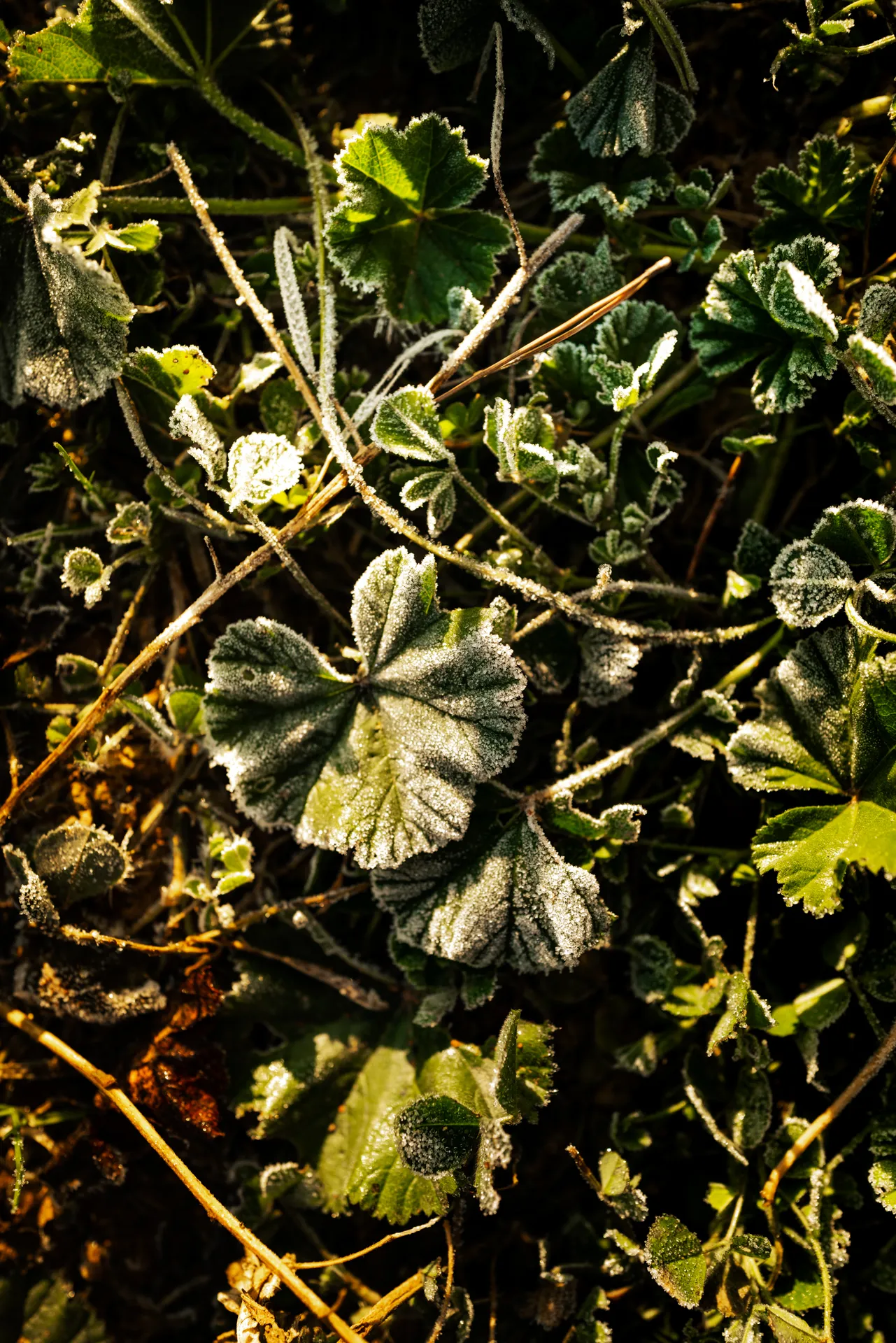 gros plan sur la végétation couverte de givre au pied des vignes